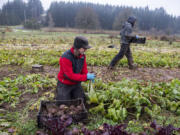 Danny Percich of Full Plate Farm, left, harvests beets with Mason Hodnefield. The farm is one of only a small number locally offering cold-season CSA shares.