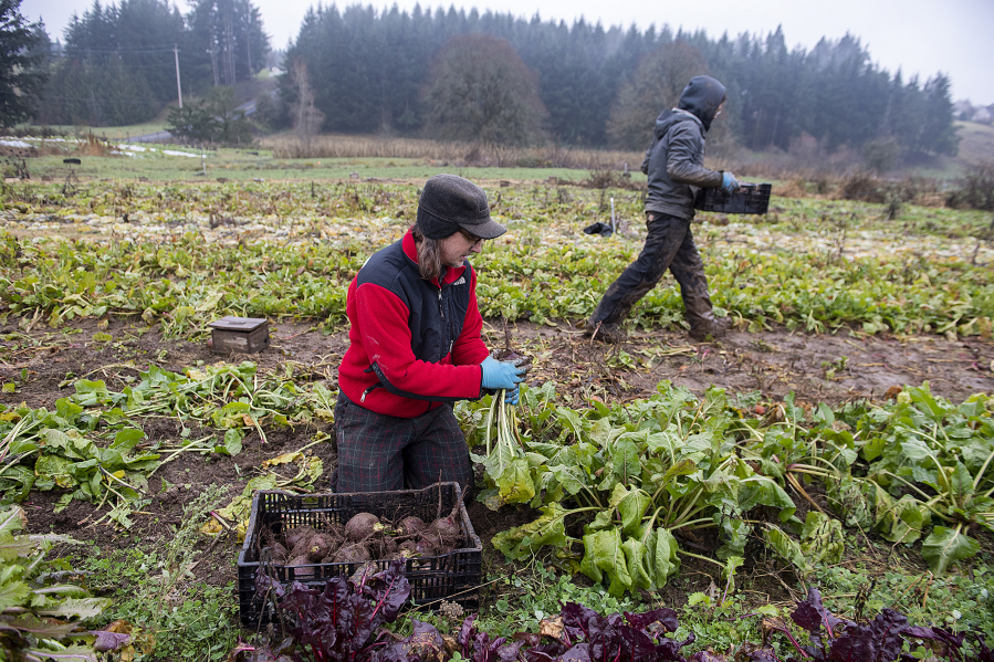 Danny Percich of Full Plate Farm, left, harvests beets with Mason Hodnefield. The farm is one of only a small number locally offering cold-season CSA shares.