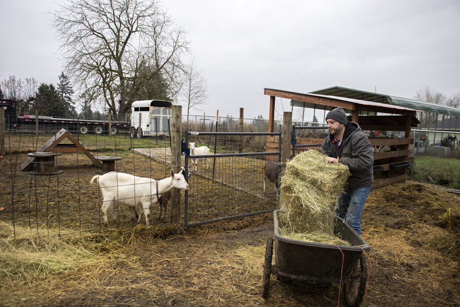 Clark County Goat Association President Chris Dunning feeds some of the goats at his farm east of Ridgefield. The goat association provides education for seasoned and rookie goat owners, along with mentorship for those considering getting their first goats.