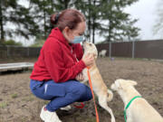 Humane Society for Southwest Washington staff member Megan Cowden greets two of the 18 dogs from Yreka, Calif.