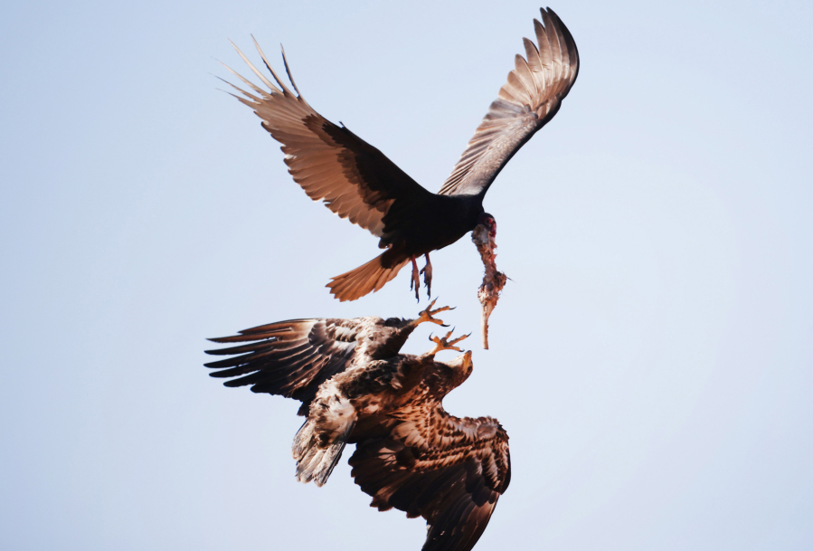 A turkey vulture tussles with a bald eagle for a remnant of food at the Hernando County Landfill on Tuesday, Nov 29, 2022, in Brooksville, Florida. More than half of all Florida counties have confirmed or suspected cases of the extremely infectious bird flu strain this year. The epicenter of the outbreak initially emerged in Brevard County and along Florida's Atlantic Coast. (Douglas R.