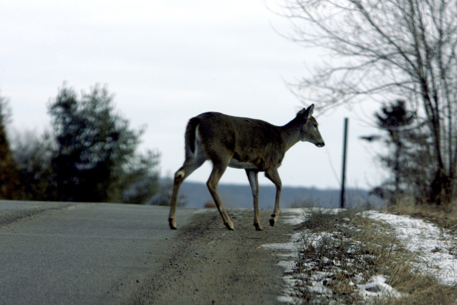 Among the more than 1 million vehicle collisions with large animals on U.S. roads each year, the great majority involve deer.