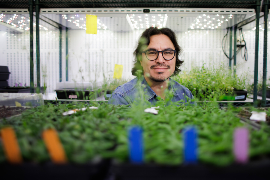 Jose Dinneny, a professor of Biology at Stanford University, with Arabidopsis thaliana plants that he has been engineering with synthetic gene circuits, on Dec. 9, 2022, at Stanford University.