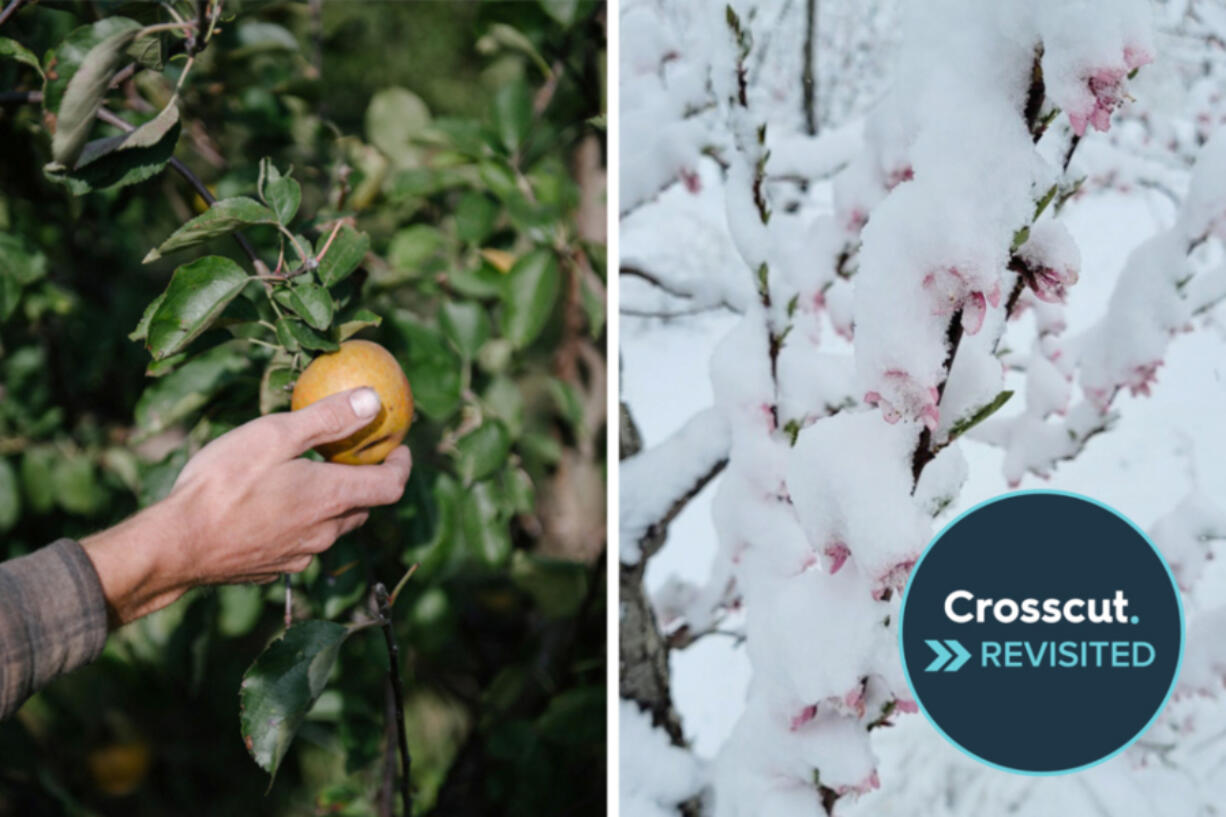At left, Shay Hohmann, lead orchardist at Finnriver Farm and Cidery, collects heritage variety apples on Oct. 1, 2021.  At right, a nectarine tree in full bloom is covered in snow last April at Tonnemaker Hill Farm in Royal City. The cold and snowy weather last spring contributed to the loss of crop volume later in the year.