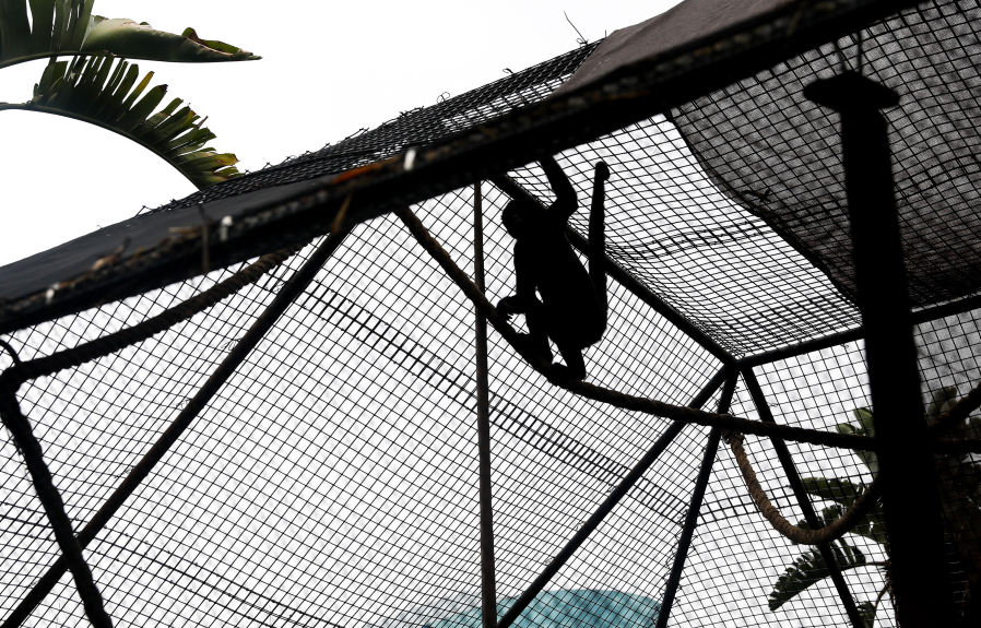 A spider monkey moves within their habitat at the Santa Ana Zoo on Friday, Dec. 2, 2022, in Santa Ana, California.