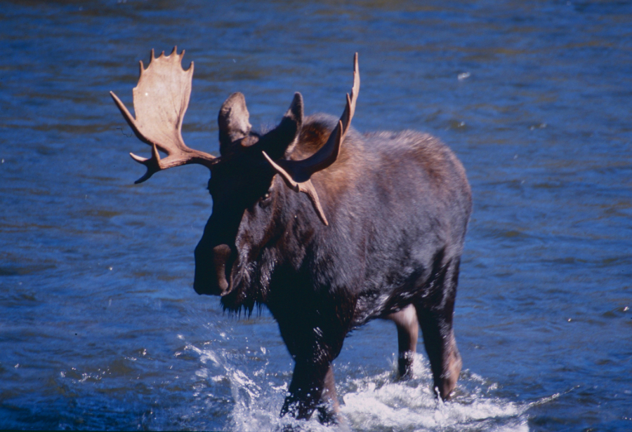 Mount Rainier National Park recorded its first-ever moose sighting recently. This is also the first-ever moose sighting in Southwest Washington.