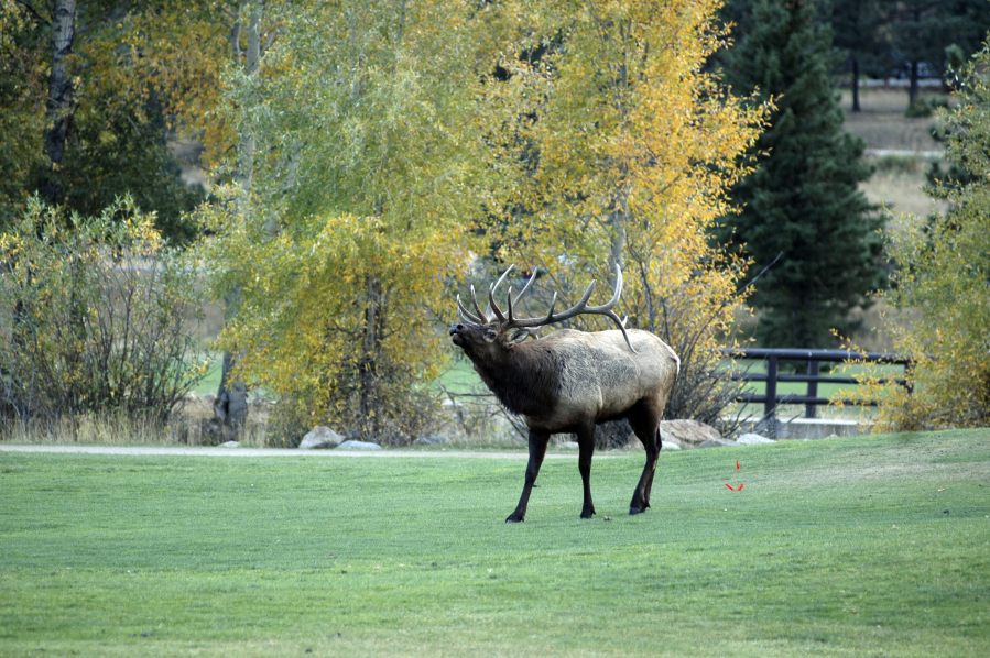 A bull elk bugles during rutting season in 2010 in Estes Park, Colo.