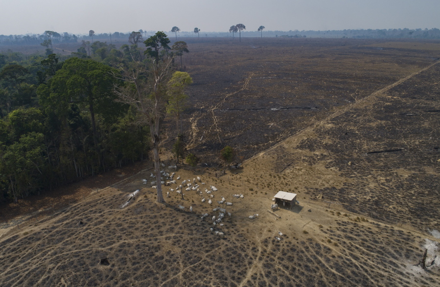 FILE - Cattle graze on land recently burned and deforested by cattle farmers near Novo Progresso, Para state, Brazil, on Aug. 23, 2020. The Amazon region has lost 10% of its native vegetation, mostly tropical rainforest, in almost four decades, an area roughly the size of Texas, a new report released Dec. 2, 2022, says.