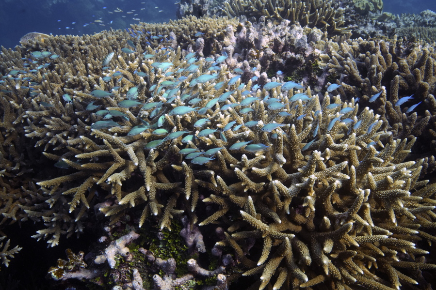 FILE - A school of fish swim above corals on Moore Reef in Gunggandji Sea Country off the coast of Queensland in eastern Australia on Nov. 13, 2022.  Australia's environment minister said on Tuesday, Nov. 29, 2022 her government will lobby against UNESCO adding the Great Barrier Reef to a list of endangered World Heritage sites.