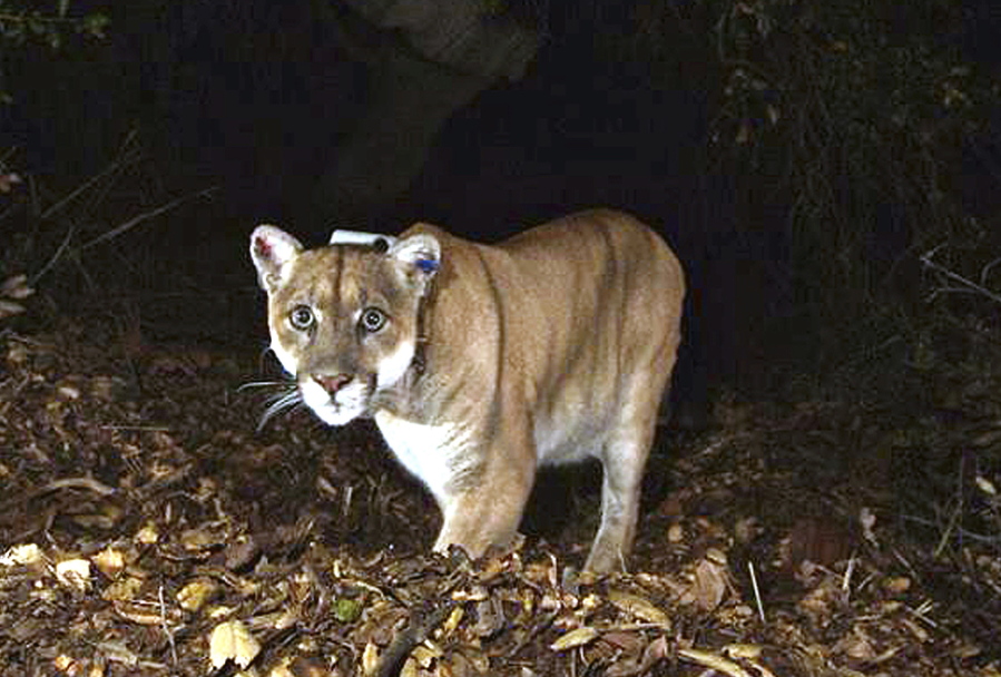 FILE - This Nov. 2014, file photo provided by the U.S. National Park Service shows a mountain lion known as P-22, photographed in the Griffith Park area near downtown Los Angeles. P-22, the celebrated mountain lion that took up residence in the middle of Los Angeles and became a symbol of urban pressures on wildlife, was euthanized after dangerous changes in his behavior led to examinations that revealed poor health and an injury likely caused by a car. (U.S.