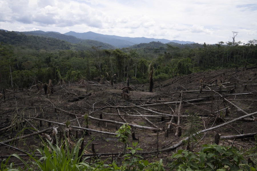 Cut down trees lie within view of the Cordillera Azul National Park, seen in the background near Chambira community, in Peru's Amazon, Monday, Oct. 3, 2022. Forest carbon credits aim to protect forests by allowing companies, individuals and governments to cancel out their emissions by paying to plant trees or preserve forests that would otherwise be cut.