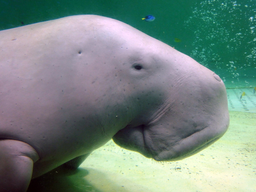 FILE - Serena, a dugong, swims at the Toba Aquarium in Toba, Japan on Sept. 5, 2012. Populations of the vulnerable species of marine mammal, numerous species of abalone and a type of Caribbean coral are now threatened with extinction, an international conservation organization said Friday, Dec. 9, 2022.