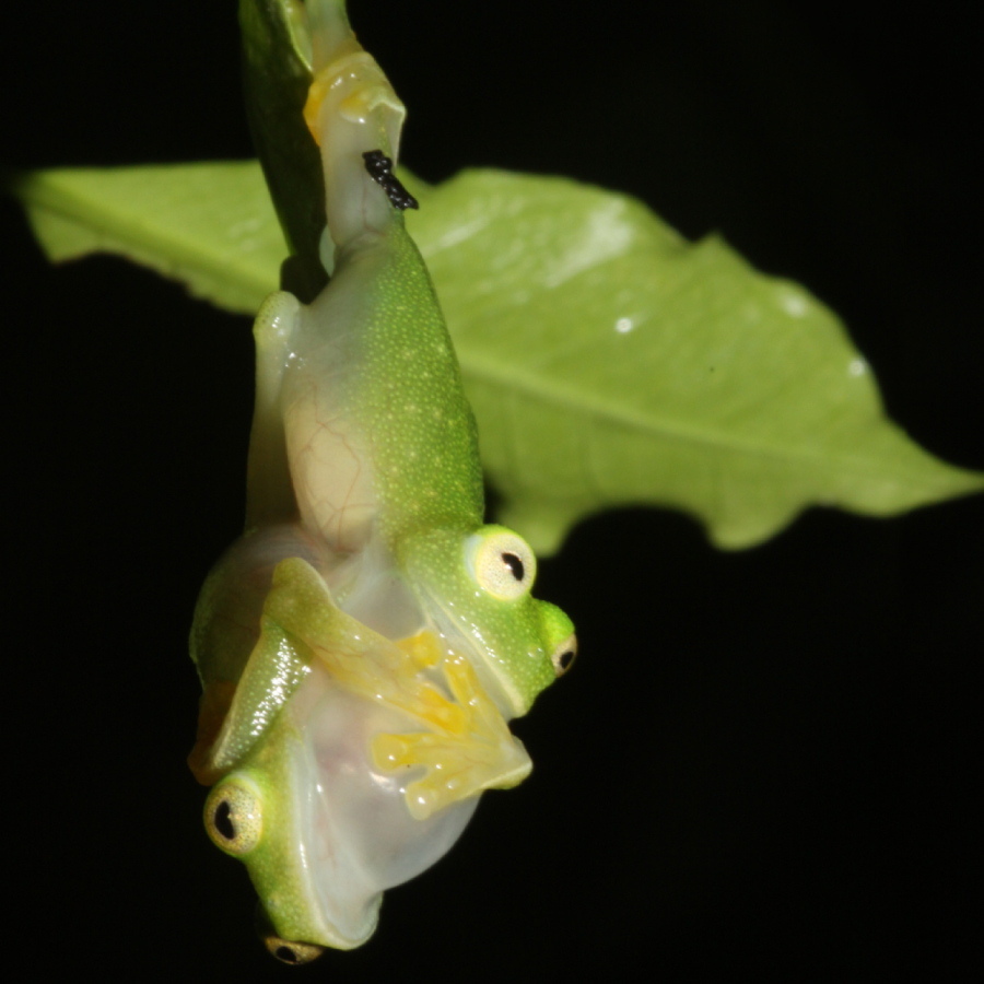 This photo provided by researchers in December 2022 shows glass frogs, strict leaf dwelling frogs, that sleep, forage, fight, mate, and provide (male) parental care on leaves over tropical streams. Some frogs found in South and Central America have the rare ability to turn on and off their nearly transparent appearance, researchers report Thursday, Dec. 22, 2022, in the journal Science.
