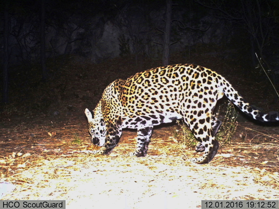 This image taken from video provided by Fort Huachuca shows a wild jaguar on Dec. 1, 2016, in southern Arizona.
