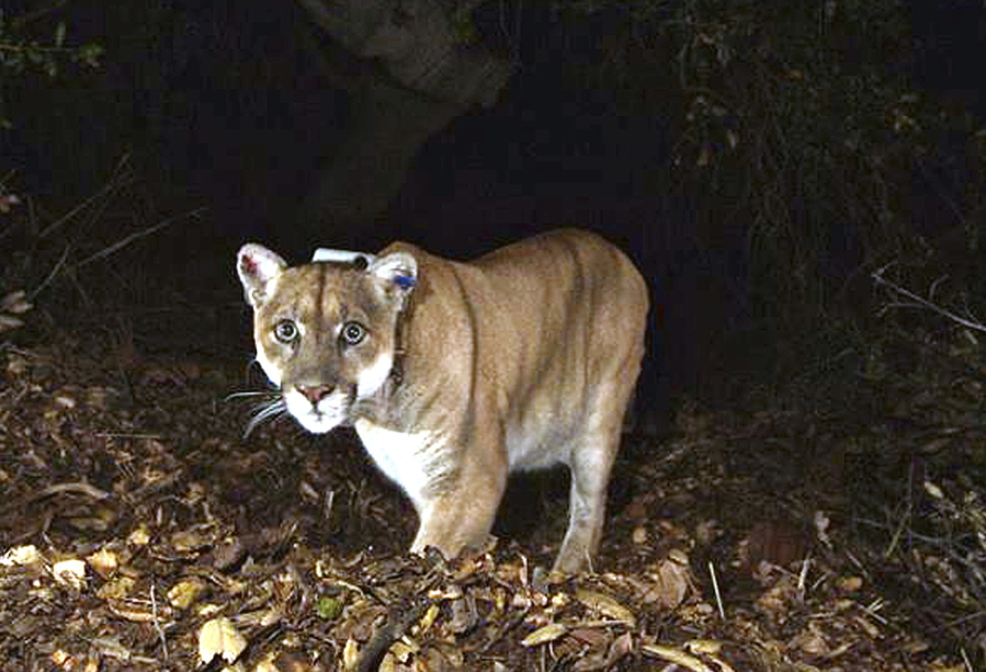 FILE - This November 2014, file photo provided by the U.S. National Park Service shows a mountain lion known as P-22, photographed in the Griffith Park area near downtown Los Angeles. A mountain lion that killed a Chihuahua while the little dog was being walked on leash in the Hollywood Hills earlier this month is the famed cougar P-22, the National Park Service confirmed Monday, Nov. 21, 2022. (U.S.