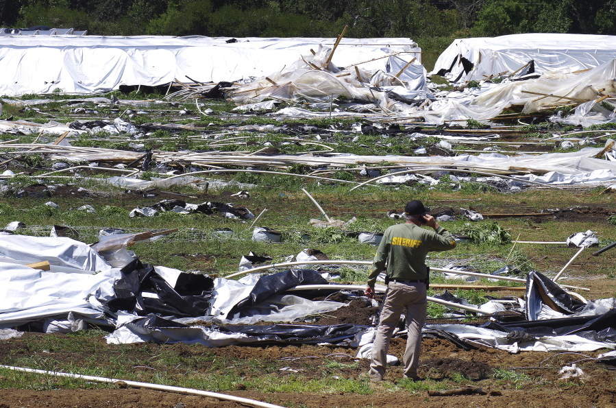 FILE - Josephine County Sheriff Dave Daniel stands amid the debris of plastic hoop houses destroyed by law enforcement, used to grow cannabis illegally, near Selma, Ore., June 16, 2021. In 2014, Oregon voters approved a ballot measure legalizing recreational marijuana after being told it would eliminate problems caused by the "uncontrolled manufacture" of the drug. Illegal production of marijuana has exploded instead. Oregon lawmakers are now looking at toughening laws against the outlaw growers.