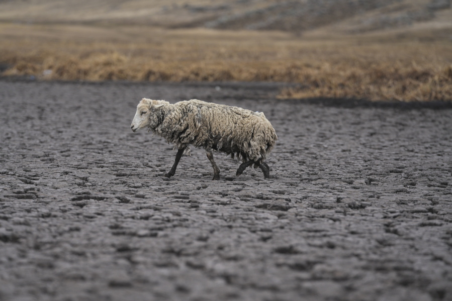 An emciated sheep walks on the dry bed of the Cconchaccota lagoon in the Apurimac region of Peru, Friday, Nov. 25, 2022.