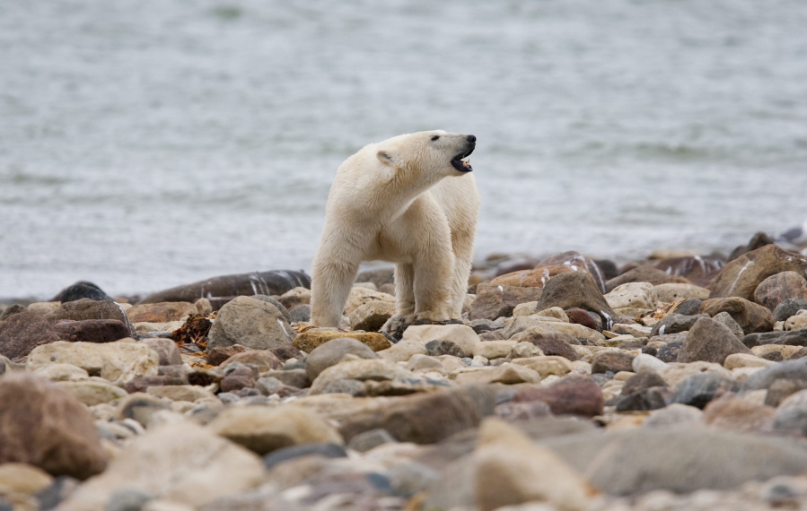 FILE - A male polar bear walks along the shore of Hudson Bay near Churchill, Manitoba, Aug. 23, 2010. Polar bears in Canada's Western Hudson Bay -- on the southern edge of the Arctic -- are continuing to die in high numbers, a new government survey released Thursday, Dec. 22, 2022, found.