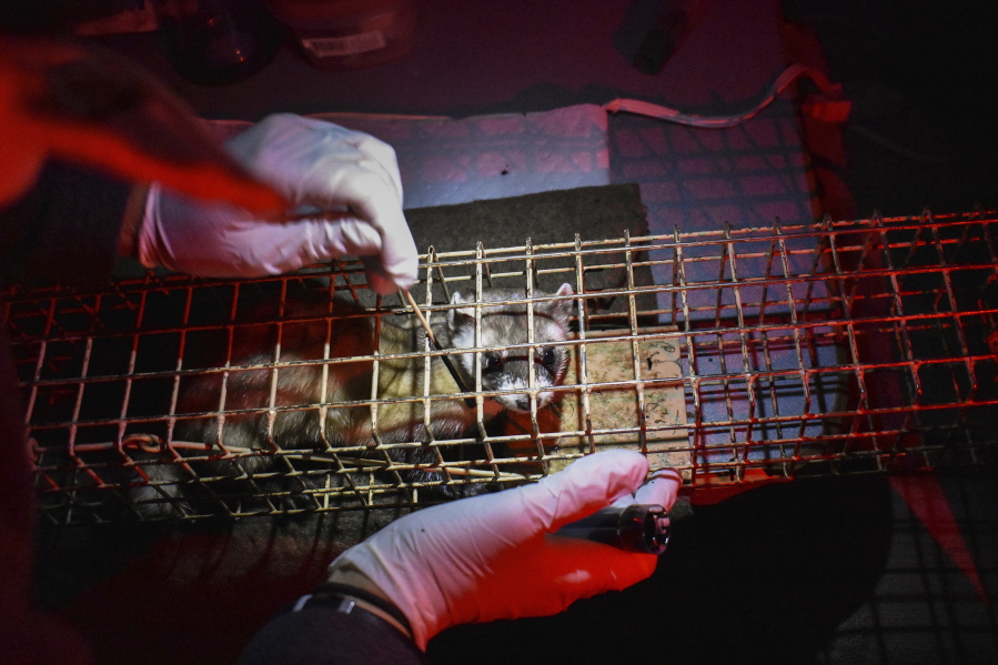 A black-footed ferret is held in a temporary trap prior to being vaccinated against sylvatic plague, a disease that periodically decimates populations of the highly endangered mammals, at a ferret reintroduction site on the Fort Belknap Indian Reservation.