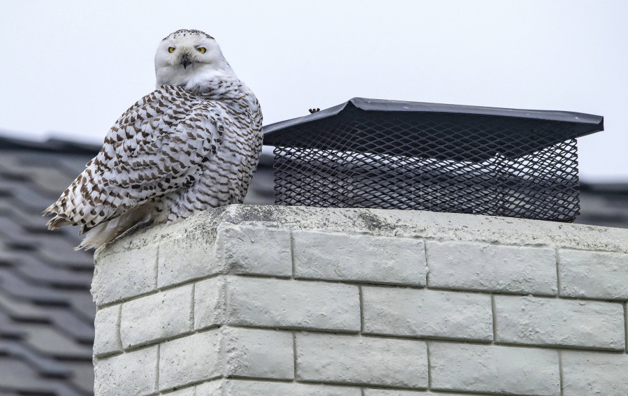 A snowy owl perches on the top of a chimney of a home in Cypress, Calif., on Tuesday afternoon, Dec. 27, 2022, as bird watchers and photographers gather on the street below to see the very unusual sight. A snowy owl, certainly not native to Southern California, has made an appearance in a residential Cypress neighborhood, drawing avid ornithologists and curious bird gawkers alike.