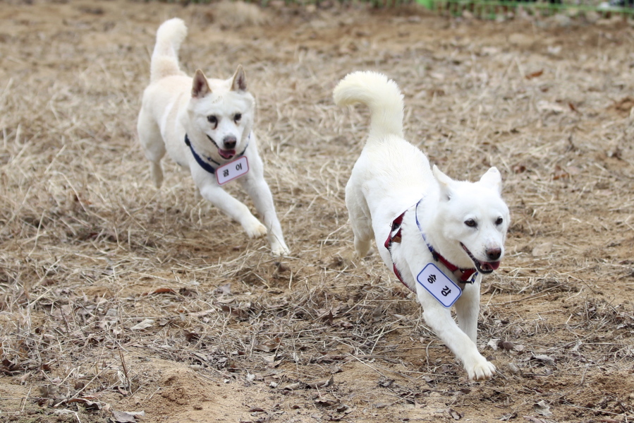 Gomi, left, and Songgang are unveiled Monday at a zoo in Gwangju, South Korea. The Pungsan hunting dogs, gifted by North Korean leader Kim Jong Un four years ago, ended up being resettled at a zoo in South Korea following a dispute over who should finance the animals' care.