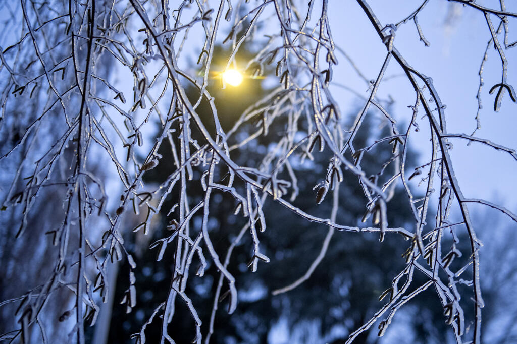 A streetlight illuminates an icy tree in southeast Vancouver on Friday morning, Dec. 23, 2022.