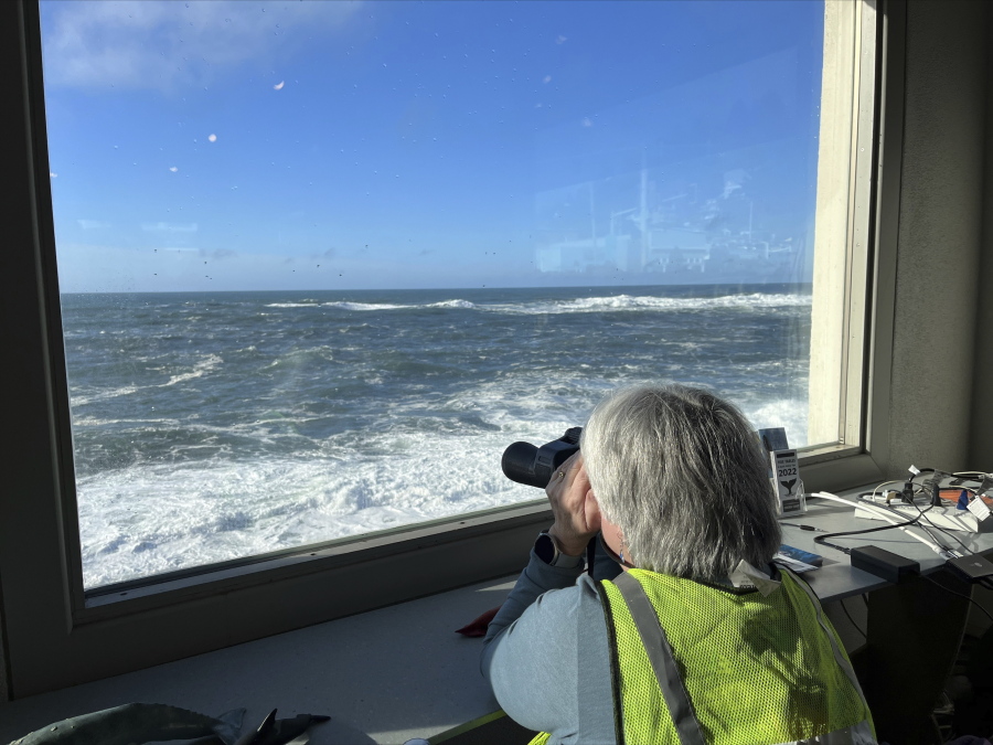 A Whale Watch Week volunteer looks for gray whales with binoculars from the Whale Watch Center on Wednesday in Depoe Bay, Ore.