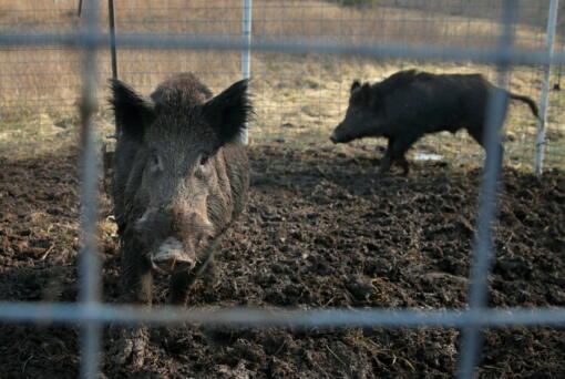 FILE - Two feral hogs are caught in a trap on a farm in rural Washington County, Mo., Jan. 27, 2019. Eight years into a U.S. program to control damage from feral pigs, the invasive animals are still a multibillion-dollar plague on farmers, wildlife and the environment. (David Carson/St.