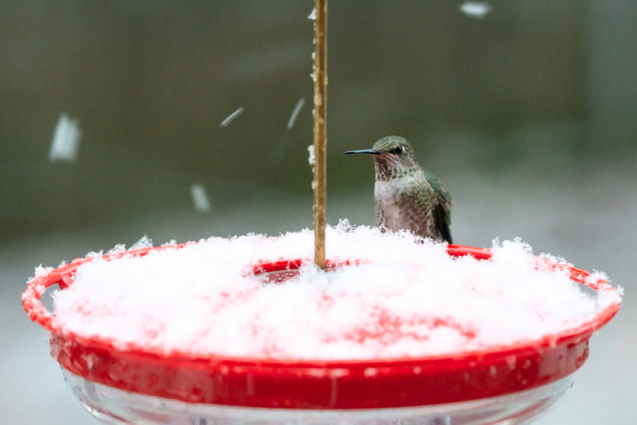 Experts say to keep the nectar flowing in your hummingbird feeders during freezing temperatures.