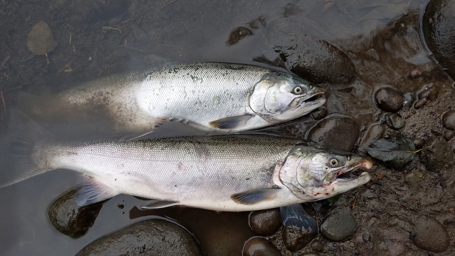 While Columbia River fall salmon projections won?t be ready until February, initial analysis reported by the WDFW shows a fall Chinook return somewhat similar to 2022. Coho jack numbers dropped a bit last year, which could point to a slightly lower run of coho in the fall.