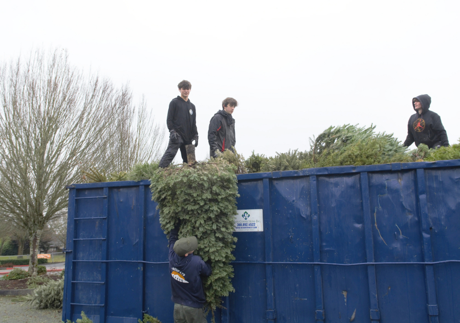 Parker Zaemann hands a tree up to Jordan Mastrud, left, as he fills a dumpster with recycled Christmas trees with Jack O'Claire on Jan 7 during the Christmas tree recycling event.