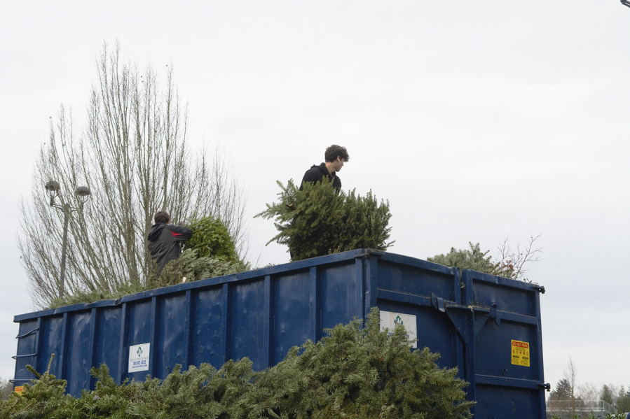 Jack O'Claire, right, and Jordan Mastrud, left, of Scouts BSA Troop 370, stack trees in a dumpster during the annual Scouts BSA Christmas tree recycling.