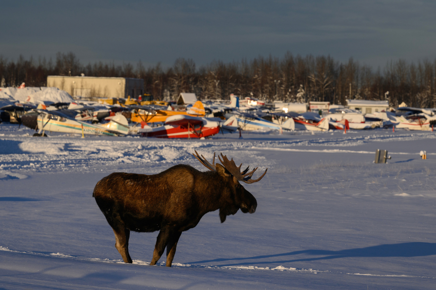 A bull moose walks through the Lake Hood airstrip on Dec. 8. Two bulls were hazed from the area by USDA Wildlife Services.