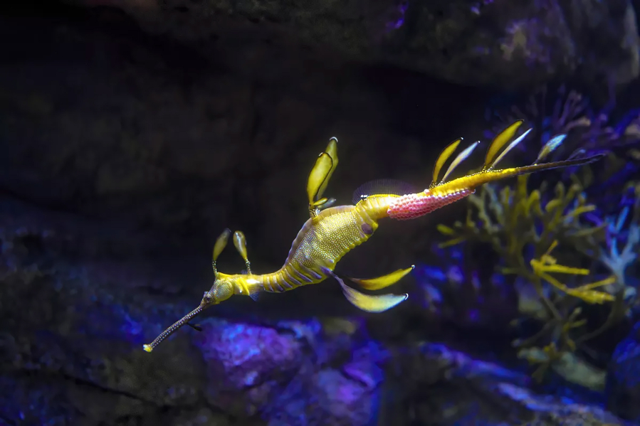 The University of California San Diego's Birch Aquarium has coaxed a female weedy sea dragon into transferring a large number of eggs to a male sea dragon who could give birth to a bounty of babies. (Nelvin C.