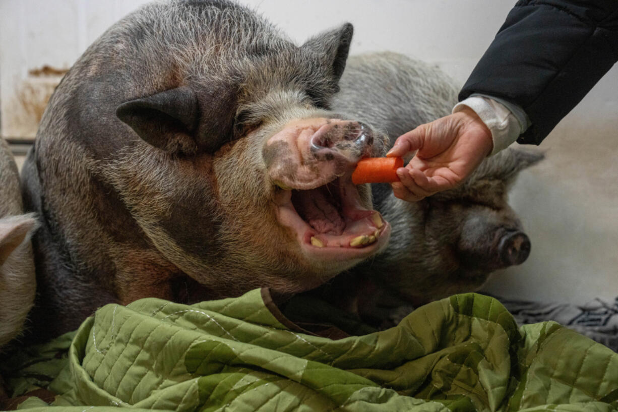 Sheila Pontier feeds a potbellied pig in her garage on Nov. 30 in Wasilla, Alaska.