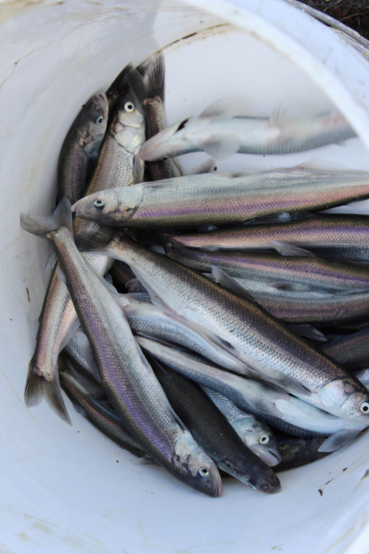 Smelt are a small, oily fish that are a popular meal smoked or cooked, and many of the fish that are caught are used for bait to attract larger fish, such as sturgeon.