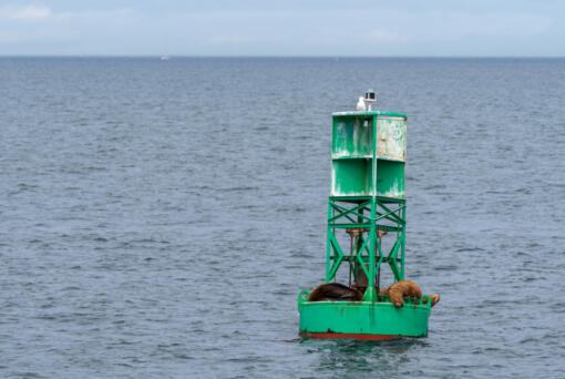Group of Steller sea lions resting on a green buoy, Salish Sea, Washington state.