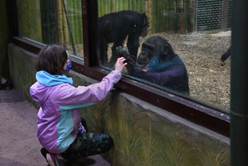 Emma Tabor, 10, of Catonsville, Md., interacts with chimpanzee Louie at the Maryland Zoo in Baltimore.