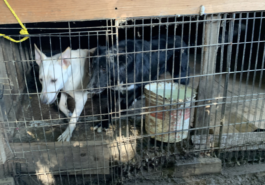 Clark County Animal Protection and Control, along with the sheriff's office, served a search warrant at a Vancouver-area property in September and seized six dogs and five puppies that were confined to an unsanitary shed. Under a new bill in the Washington Legislature, animal cruelty suspects in Washington would be responsible for the costs of care when animals are seized.