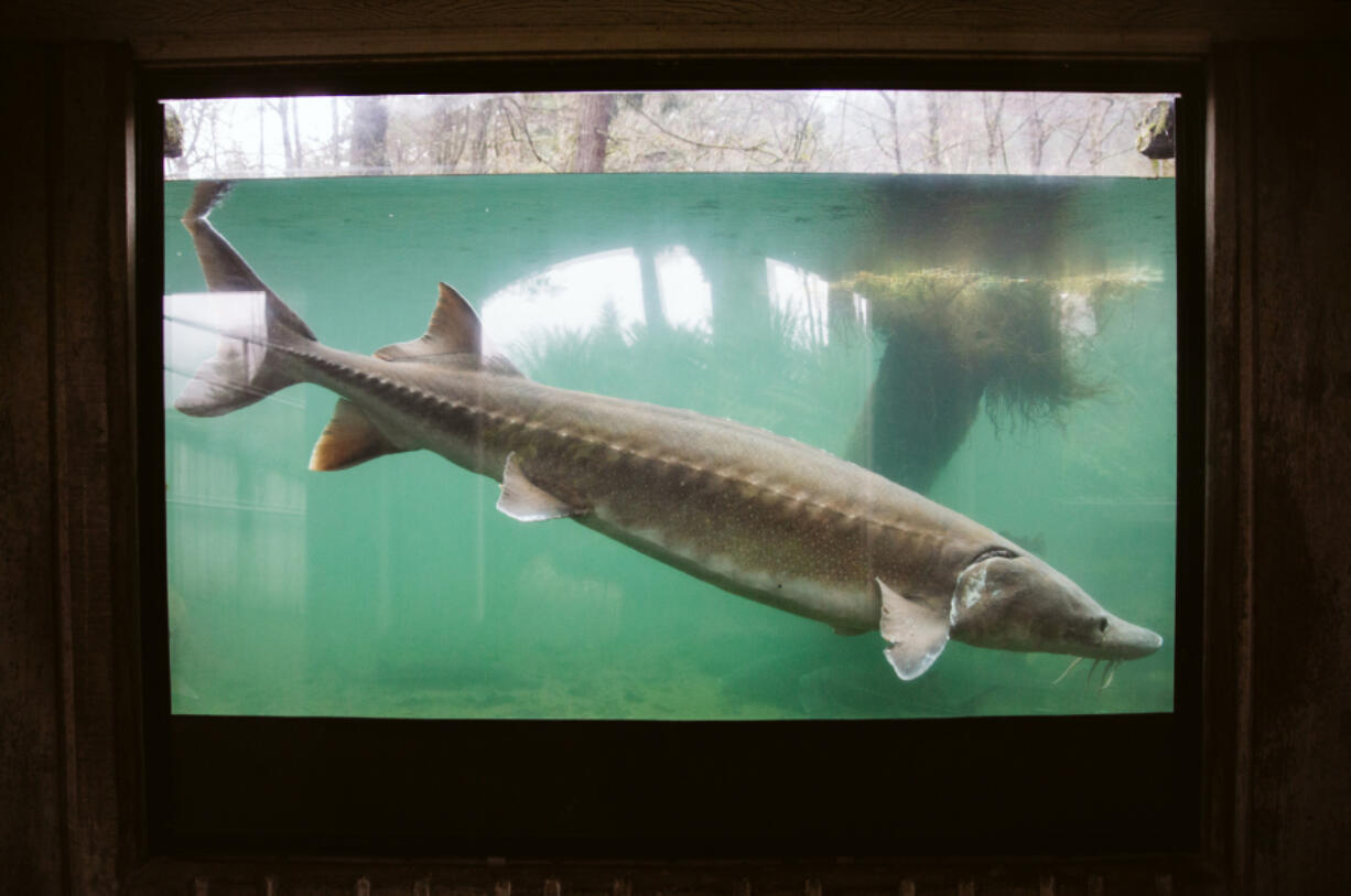 Sturgeon populations in the lower Columbia River continue to show meager spawning success downstream from Bonneville Dam, according to an annual report from Washington and Oregon departments of fish and wildlife.
