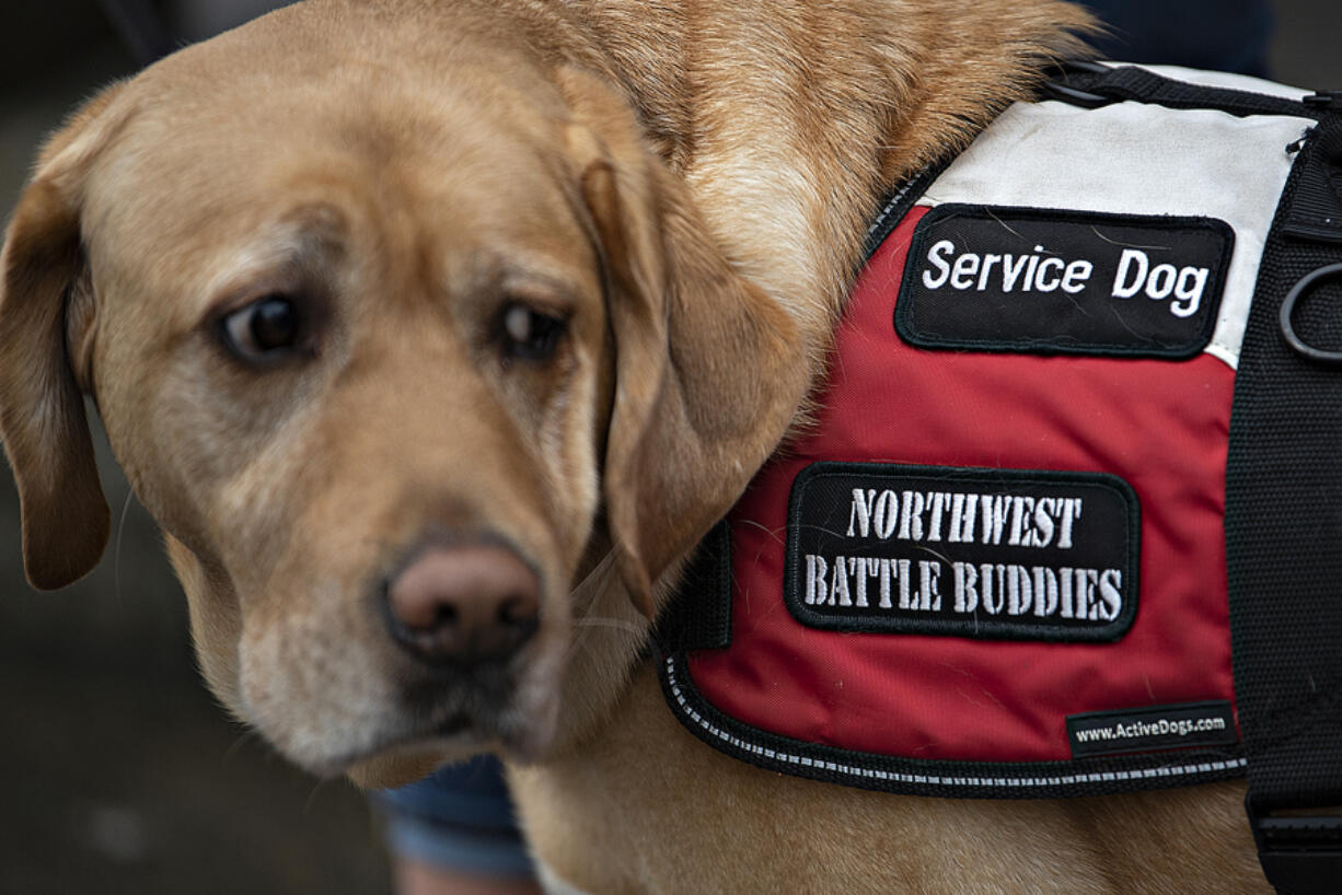 "Now I feel like he gives me the confidence to go out and be in the world, not worrying about things," said Army veteran Crystal Campbell about her companion, Wyatt. As pictured, Wyatt wears his official service dog vest.