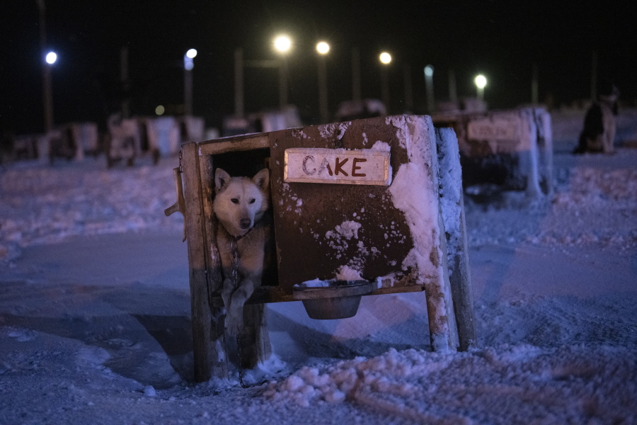 A dog named Cake sits at a dog yard in Bolterdalen, Norway, Tuesday, Jan. 10, 2023. The yard is located half a dozen miles from the main village in Svalbard, a Norwegian archipelago so close to the North Pole that winter is shrouded in uninterrupted darkness.