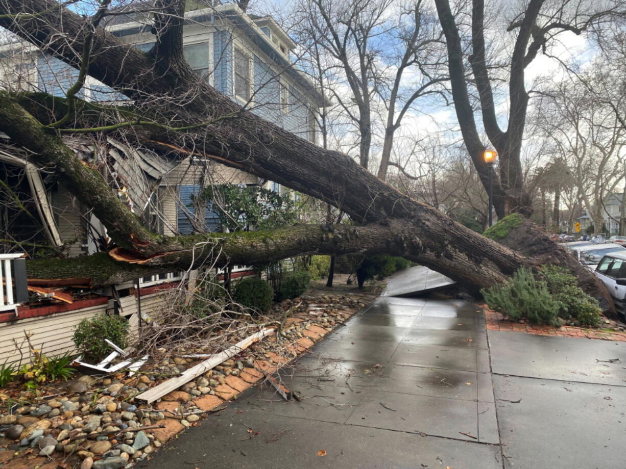 A tree collapsed and ripped up the sidewalk damaging a home in Sacramento, Calif., Sunday, Jan. 8, 2023. The weather service's Sacramento office said the region should brace for an even more powerful storm system to move in late Sunday and early Monday. "Widespread power outages, downed trees and difficult driving conditions will be possible," the office said on Twitter.