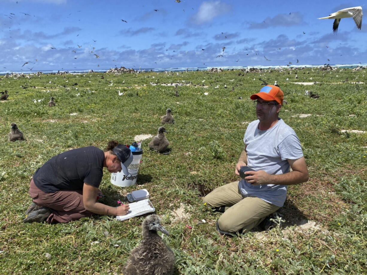 In this photo provided by the Pacific Rim Conservation, wildlife workers relocate Tristram's storm petrels on Hawaii's Tern Island, on March 29, 2022. Scientists are making a dramatic effort to save the birds in Hawaii by moving them to an island they never had inhabited. (L.