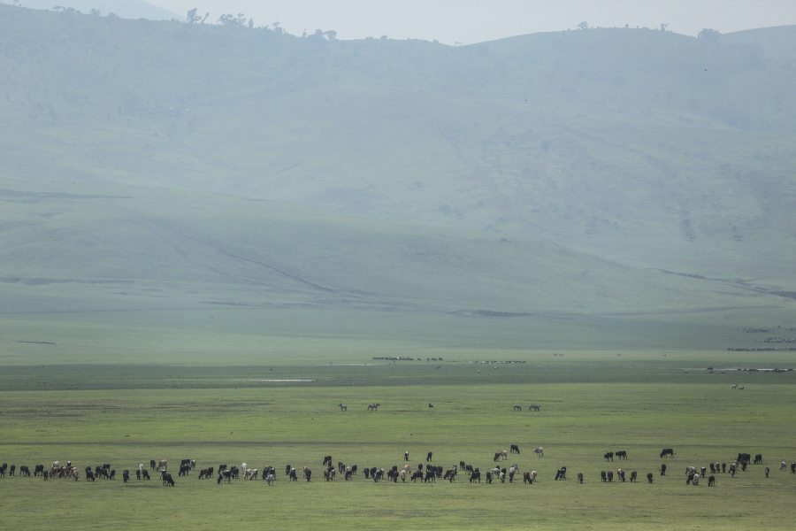Cattle belonging to Maasai ethnic group graze in the highlands of Ngorongoro Conservation Area, west of Arusha, northern Tanzania on Jan. 17, 2015. The Tanzanian government is seizing livestock from Indigenous Maasai herders in the Ngorongoro Conservation Area in its latest attempt to clear way for tourism and trophy hunting, a report released Thursday, Jan. 26, 2023, said.
