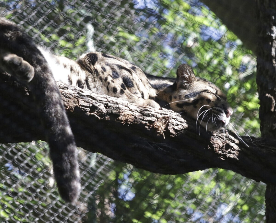 This unadate image provided by the Dallas Zoo, a clouded leopard named Nova rests on a tree limb in an enclosure at the Dallas Zoo. Nova, a missing clouded leopard, shut down the Dallas Zoo on Friday, Jan. 13, 2023, as police helped search for the animal that officials described as not dangerous and likely hiding somewhere on the zoo grounds.