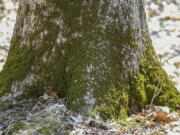 This April 2, 2019, photo provided by the Forest Preserve District of Will County, IL, shows moss growing at the base of a tree at Raccoon Grove Nature Preserve in Monee, IL.