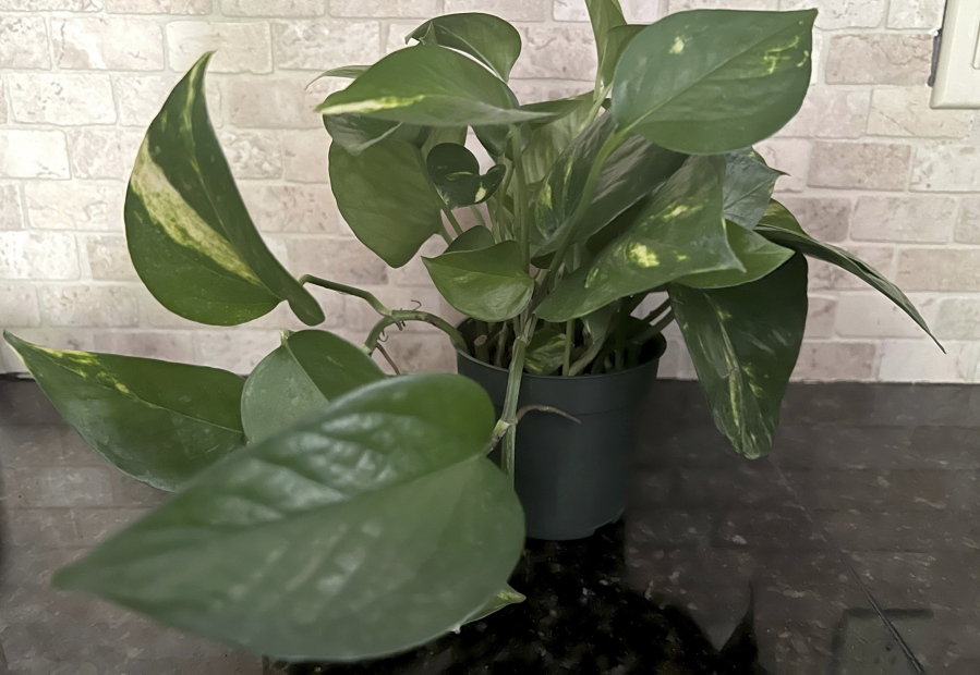 This Jan. 17, 2023, image provided by Jessica Damiano shows a vining pothos houseplant, which has toxic properties so should be kept away from children.