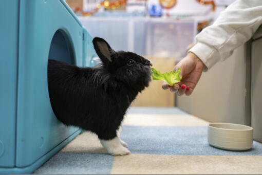 A staff member feeds a rabbit at the Bunny Style Hotel in Hong Kong.