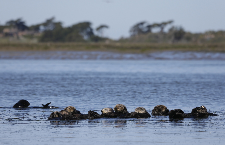 FILE - Sea otters are seen together along the Elkhorn Slough in Moss Landing, Calif., on March 26, 2018. A nonprofit group that aims to protect endangered species asked the U.S. Fish and Wildlife Service on Thursday, Jan. 19, 2023, to reintroduce sea otters to a stretch of the West Coast from Northern California to Oregon.